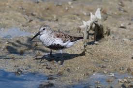 Attēlu rezultāti vaicājumam “Calidris alpina adult”