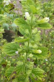 Image result for Melissa officinalis