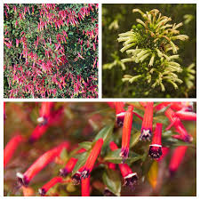 Image result for Cuphea ignea