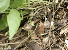 Attēlu rezultāti vaicājumam “Viola collina leaf”