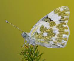 Attēlu rezultāti vaicājumam “Pontia edusa”