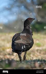 Image result for Tetrao tetrix