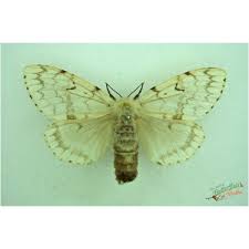 Attēlu rezultāti vaicājumam “Lithosia quadra female”