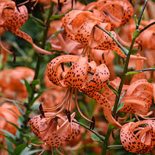 Attēlu rezultāti vaicājumam “Lilium lancifolium”