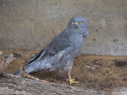 Attēlu rezultāti vaicājumam “Circus pygargus”