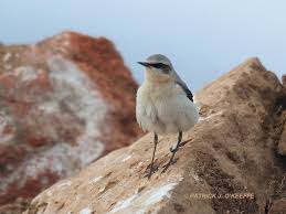 Attēlu rezultāti vaicājumam “Oenanthe oenanthe male”