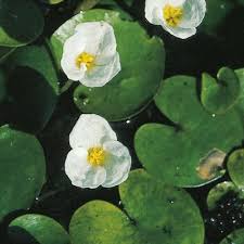 Attēlu rezultāti vaicājumam “Hydrocharis morsus-ranae”