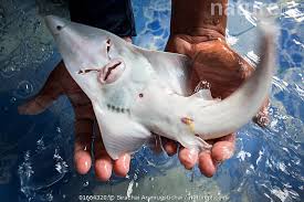 Image result for Rhynchobatus australiae