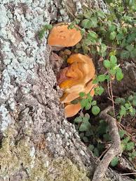 Attēlu rezultāti vaicājumam “Buglossoporus quercinus”