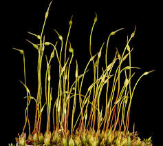 Attēlu rezultāti vaicājumam “Funaria hygrometrica sporophyte”