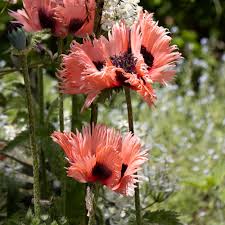 Attēlu rezultāti vaicājumam “Papaver orientale  flower”