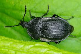 Attēlu rezultāti vaicājumam “Phosphuga atrata”