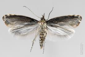 Attēlu rezultāti vaicājumam “Acrolepiopsis assectella”