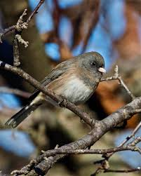 Image result for Junco hyemalis