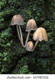Attēlu rezultāti vaicājumam “Mycena viscosa”
