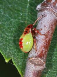 Attēlu rezultāti vaicājumam “Elasmostethus interstinctus nymph”