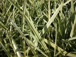 Attēlu rezultāti vaicājumam “Glyceria maxima”