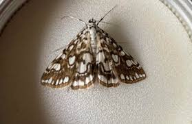 Attēlu rezultāti vaicājumam “Anania coronata”