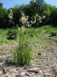 Attēlu rezultāti vaicājumam “Luzula luzuloides leaf”