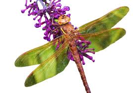 Attēlu rezultāti vaicājumam “Aeshna grandis”