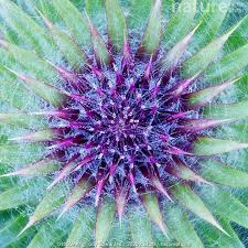 Attēlu rezultāti vaicājumam “Cirsium vulgare flower”