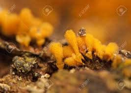 Attēlu rezultāti vaicājumam “Hemitrichia clavata macro”