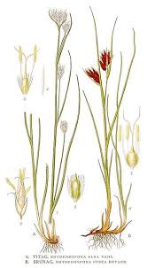 Attēlu rezultāti vaicājumam “Rhynchospora alba flower”