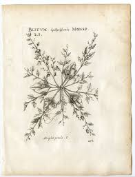 Attēlu rezultāti vaicājumam “Atriplex patula”