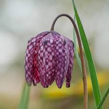 Attēlu rezultāti vaicājumam “Meleagris”