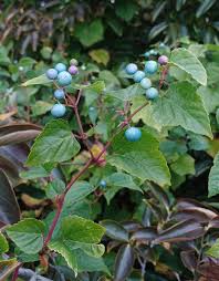 Attēlu rezultāti vaicājumam “Ampelopsis glandulosa var. brevipedunculata”