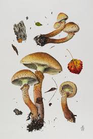 Attēlu rezultāti vaicājumam “Pholiota squarrosa”