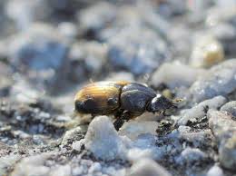 Attēlu rezultāti vaicājumam “Aphodius sp.”