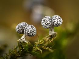 Attēlu rezultāti vaicājumam “Physarum leucophaeum macro”