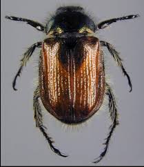 Attēlu rezultāti vaicājumam “Phyllopertha horticola”