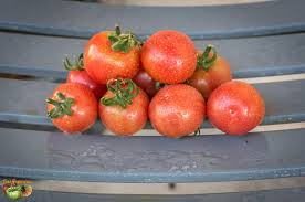Afbeeldingsresultaat voor brandywine cherry tomato