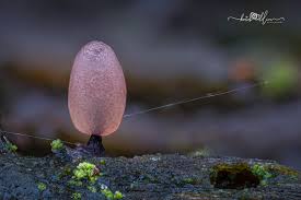 Attēlu rezultāti vaicājumam “Stemonitopsis subcaespitosa macro”