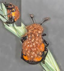 Attēlu rezultāti vaicājumam “Poecilochirus sp.”