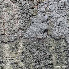 Attēlu rezultāti vaicājumam “Pertusaria albescens”