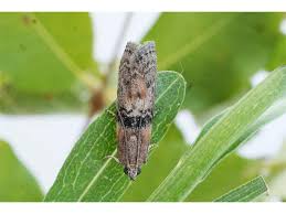 Attēlu rezultāti vaicājumam “Sciota adelphella”