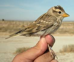 Image result for Petronia petronia