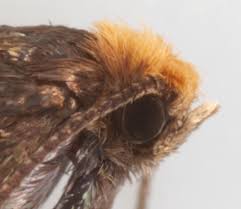 Attēlu rezultāti vaicājumam “Incurvaria oehlmanniella”