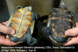 Image result for Malaclemys terrapin