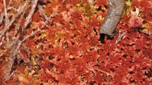 Attēlu rezultāti vaicājumam “Sphagnum teres”