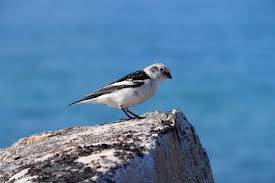 Attēlu rezultāti vaicājumam “Plectrophenax nivalis adult”