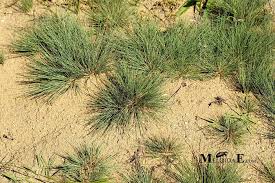 Attēlu rezultāti vaicājumam “Corynephorus canescens”