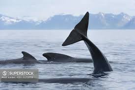 Image result for Globicephala melas