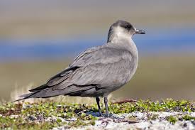 Attēlu rezultāti vaicājumam “Stercorarius parasiticus”