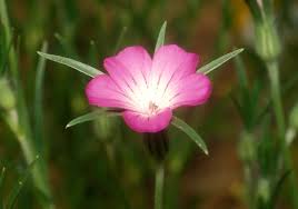 Image result for Kornrade