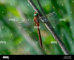 Attēlu rezultāti vaicājumam “Aeshna isoceles”