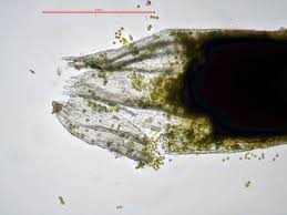 Attēlu rezultāti vaicājumam “Cephalozia catenulata”